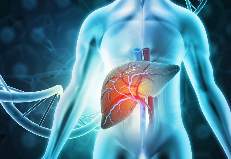 Liver showing fat and scars, indicating potential heart issues