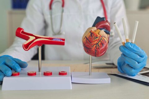 Doctor demonstrating the impact of smoking on heart and blood vessels